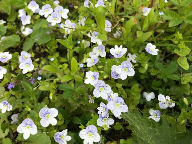 istock Forget-me-not blue flowers meadow 1306710053