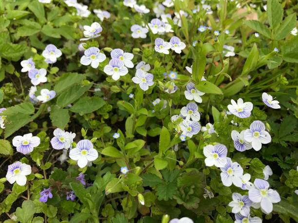 istock Forget-me-not blue flowers meadow 1306710070