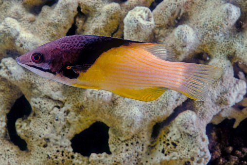 Bodianus mesothoraxwhich has a distinct blackish diagonal band between the purplish head end of the body and the whitish to yellowish posterior part. The juveniles are dark purple with two lines of bright yellow spots.