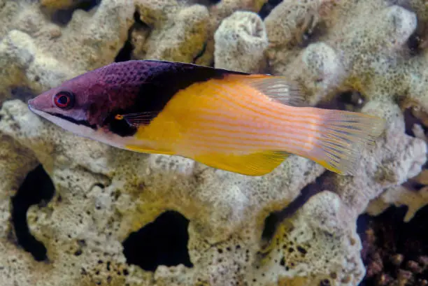 Photo of Bodianus mesothorax