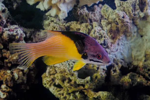 Photo of Bodianus mesothorax