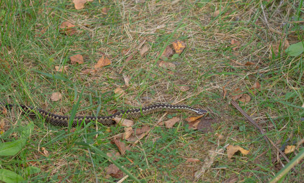 istock Viper in autumn. Snake crawls, crossing my path. 1306711071