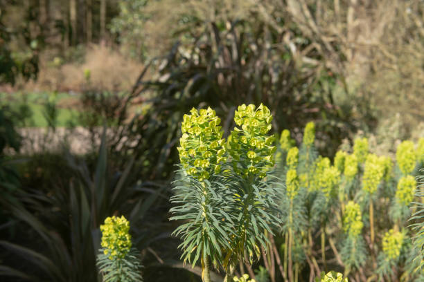 Spring Flower Head of a Mediterranean Spurge Shrub (Euphorbia characias subsp. Wulfenii) Growing in a Country Cottage Garden in Rural Devon, England, UK Euphorbia characias is a Flowering Plant Native to the Mediterranean Region euphorbia characias stock pictures, royalty-free photos & images