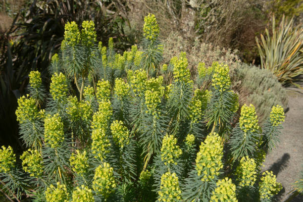 Spring Flower Head of a Mediterranean Spurge Shrub (Euphorbia characias subsp. Wulfenii) Growing in a Country Cottage Garden in Rural Devon, England, UK Euphorbia characias is a Flowering Plant Native to the Mediterranean Region euphorbia characias stock pictures, royalty-free photos & images