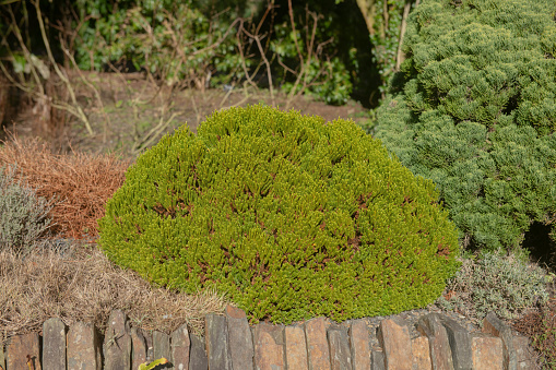 Hebe 'Emerald Gem' is a Dwarf Evergreen Shrub with Bright Green Foliage