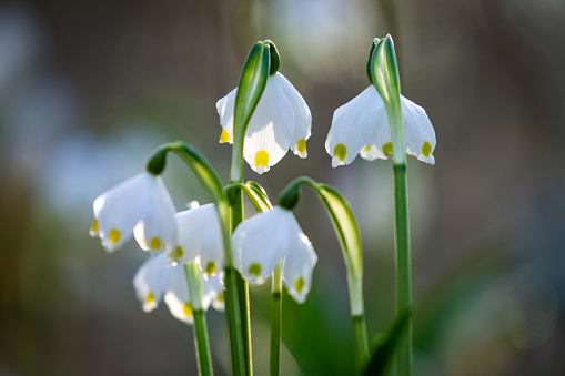 March 2023: Close-up of white Spring Snowflake Flowers