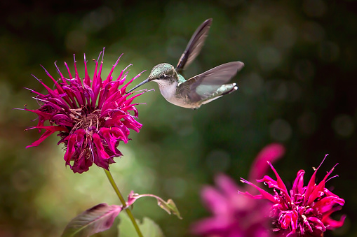 Hummingbird In Flight Feeding On Bee Balm in Granby, MA, United States