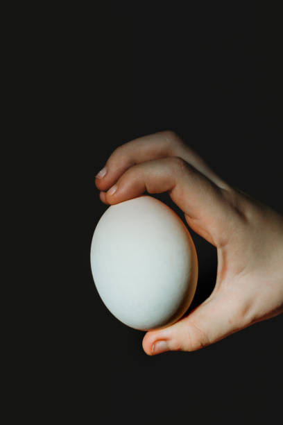 istock Child's hand holding white duck egg on black background 1306712464