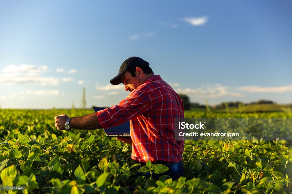 Farmer in soybean crop. Farmer in a soybean field, Soybean Stock Photo