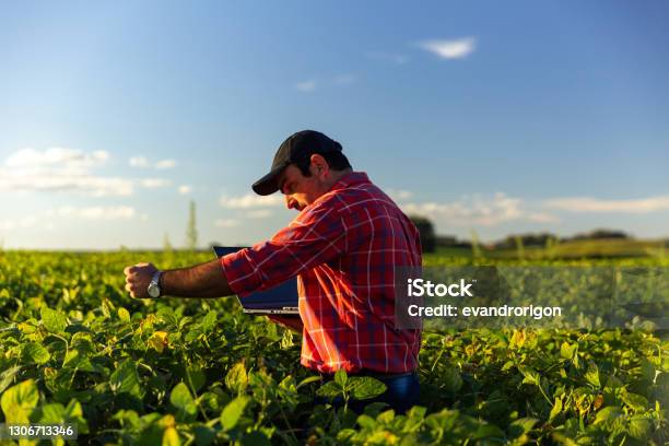 Farmer In Soybean Crop Stock Photo - Download Image Now - Soybean, Agricultural Field, Farm