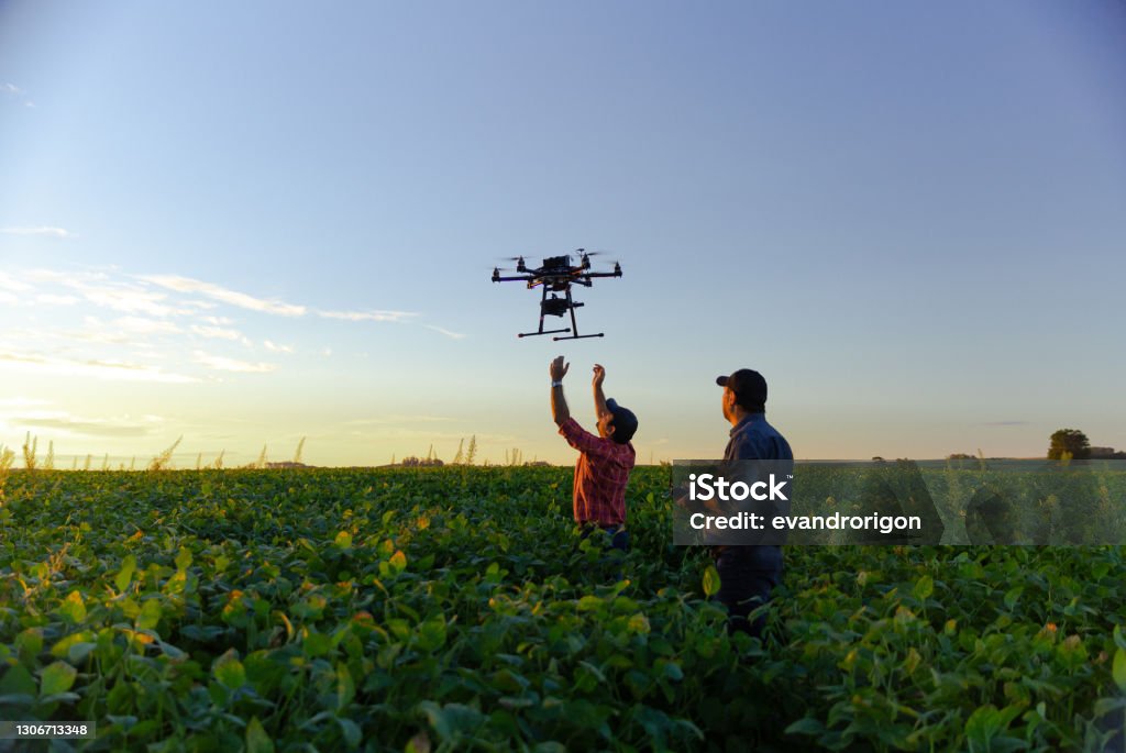 Drone in soybean crop. Drone no copyright in a soybean field, Agriculture Stock Photo