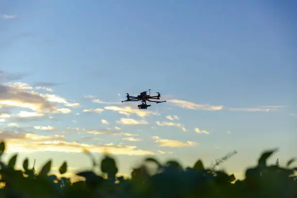 Photo of Drone in soybean crop.