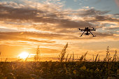 Drone in soybean crop.