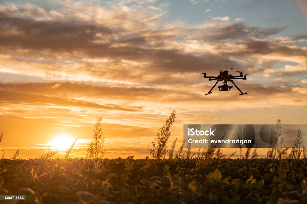 Drone in soybean crop. Drone no copyright in a soybean field, Drone Stock Photo