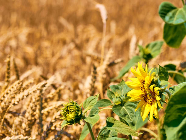 campo de grãos de trigo em dia ensolarado. - wheat ears - fotografias e filmes do acervo