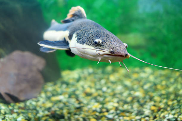 istock Redtail catfish in the aquarium. (Phractocephalus hemioliopterus). Freshwater fish 1306714802