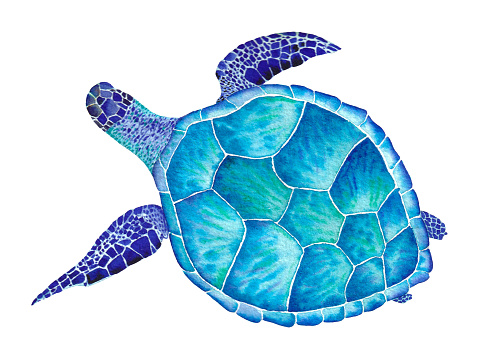 Watercolor sea turtle. Hand drawn illustration on the white background.