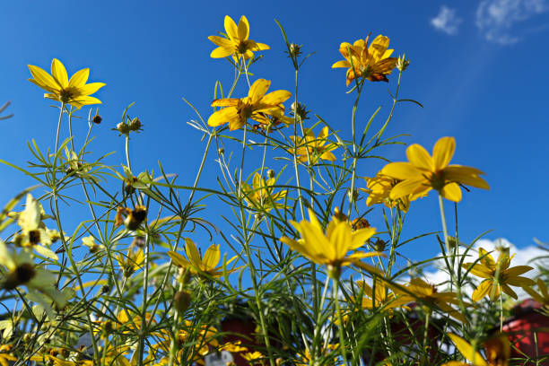 istock Looking up through yellow tickseed against a blue sky 1306718267