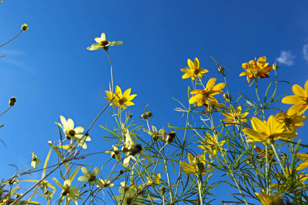 istock Looking up through yellow tickseed against a blue sky 1306718269