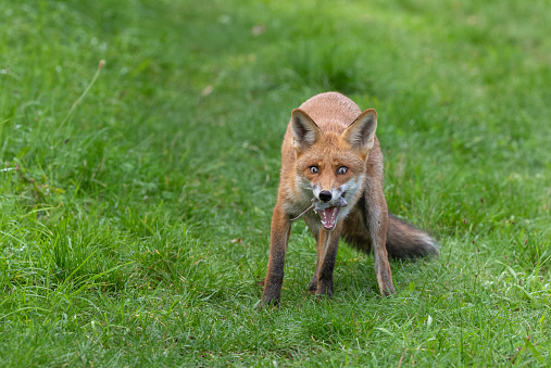 Beautiful male red fox eating a vole on a meadow.