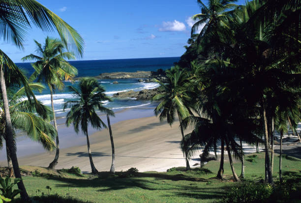 istock Itacare's Cocoa cost, Bahia State, Brazil. 1306720638