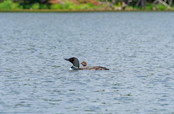 istock Baby Loon Peeking Over Mamas Back 1306720891