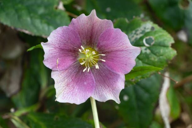 istock Pink Christmas rose in a garden 1306723054