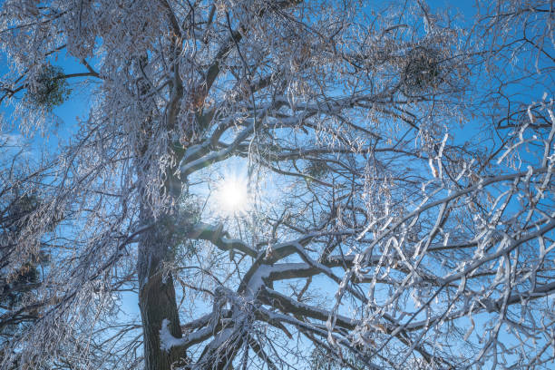 Lime tree covered by ice in the wintertime with direct sun and blue sky