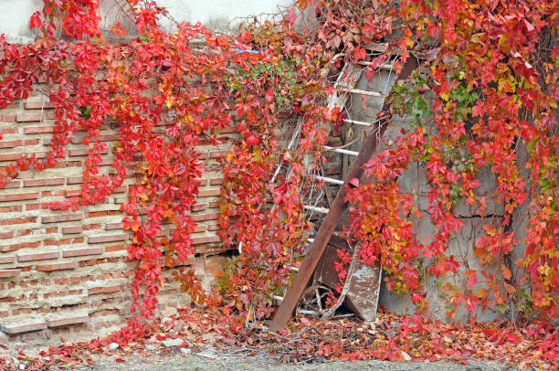 istock Creeper in Bulgarian garden 1306724259