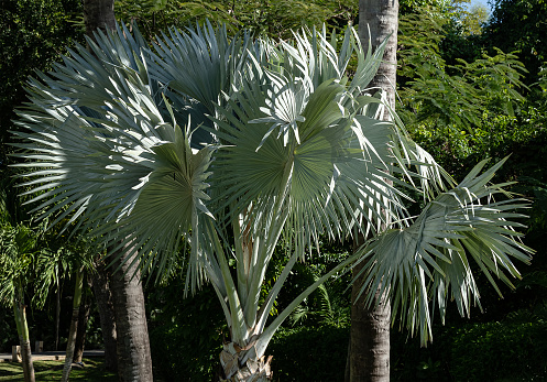 palm tree with blue leaves on a background of green trees