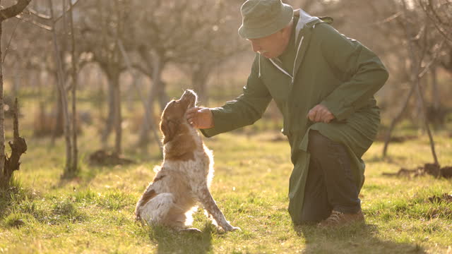 Senior man crouching in orchard field and stroking his dog