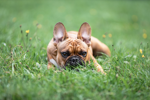 Young french bulldog lying on green grass lawn at sunner. Portrait of pet dog at nature.