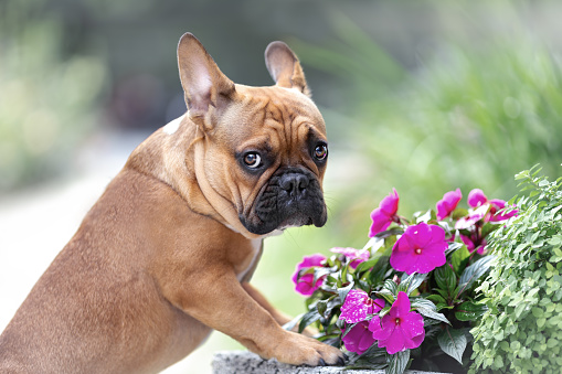 Retrato del triste perro bulldog francés lindo está de pie cerca de las flores en la naturaleza y mirando con emoción photo