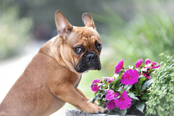 retrato del triste perro bulldog francés lindo está de pie cerca de las flores en la naturaleza y mirando con emoción - pets friendship green small fotografías e imágenes de stock