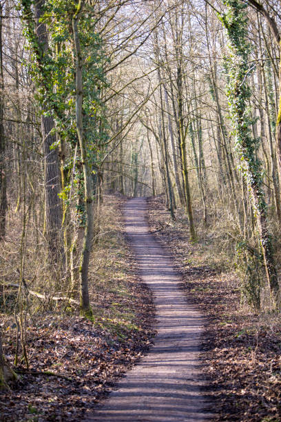 walkway in a forest, green leafes, sunlight, autumn colors, outdoors - leafes autumn grass nature imagens e fotografias de stock