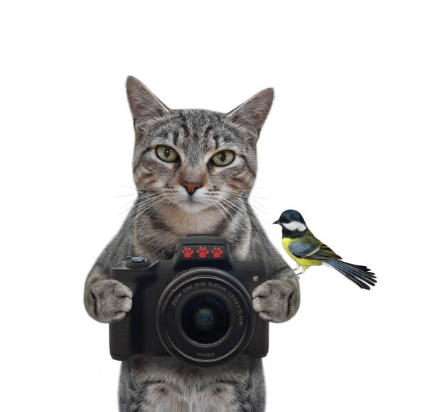 istock Cat gray pirate at helm of ship 1306733112