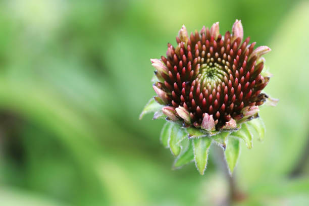 istock Macro of coneflowers in full bloom during later summer 1306733136