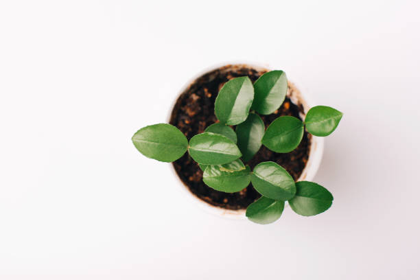 istock Top view photo of small trees leafs growing in pot 1306733381