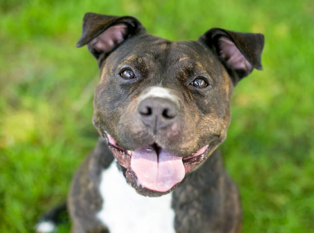 istock A happy Staffordshire Bull Terrier mixed breed dog 1306734048