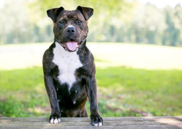 istock A happy Staffordshire Bull Terrier mixed breed dog 1306734057
