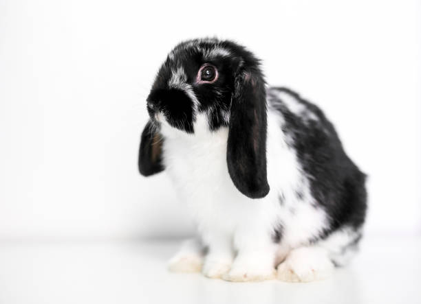 Beautiful rabbits at home.