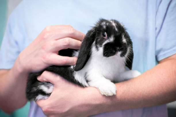 istock A person holding a young Lop eared rabbit 1306734081