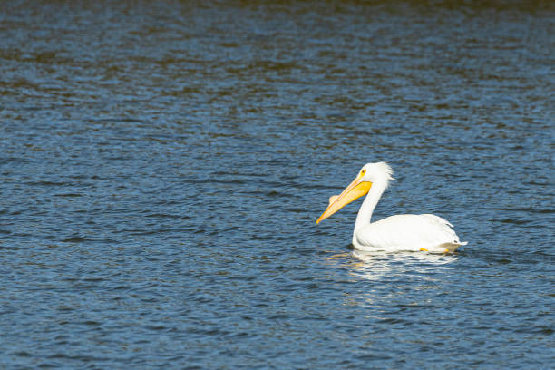 istock White Pelican A1R_5956.CR3 1306734299