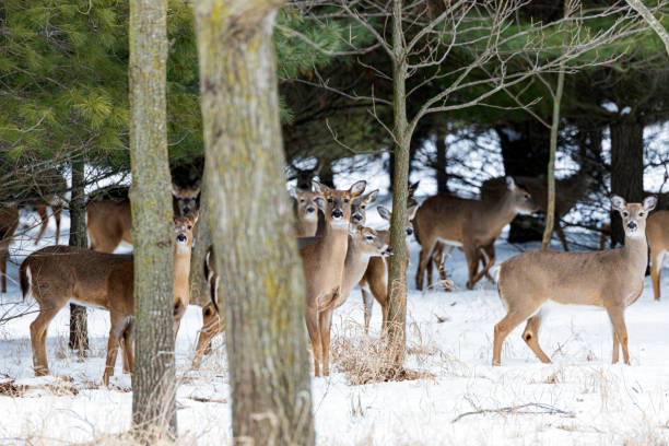 istock Whitetail Deer A1R_4179 1306734307
