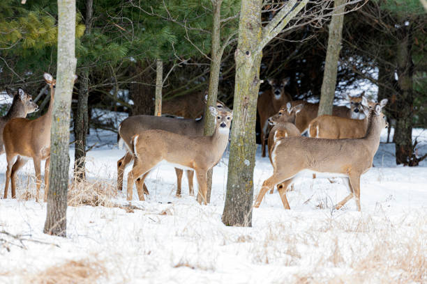 istock Whitetail Deer A1R_4188 1306734311