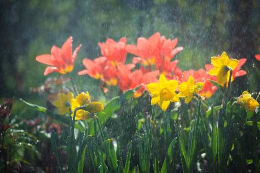 Tulip flowers in the rain in the summer garden. selective focus.
