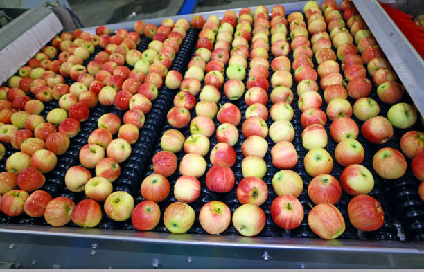 istock Clean fresh apples moving on conveyor in a fruit packing warehouse 1306739871