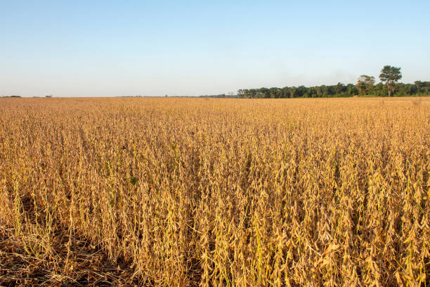istock Harvesting soybeans on a farm in Brazil 1306739913
