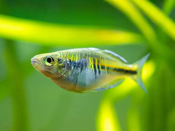macro close up of a Boeseman's rainbowfish (Melanotaenia boesemani) isolated on a fish tank with blurred background