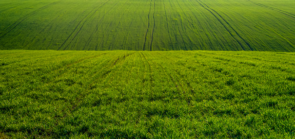 hills of a field with sprouts of wheat or rye in early spring